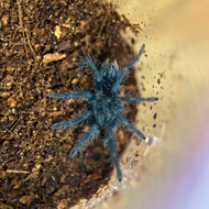 Phormictopus cancerides
