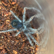 Phormictopus cancerides