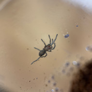 Thrixopelma lagunas
