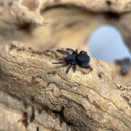 Eresus sp. 'Ilustris'