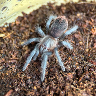 Tlitocatl vagans Female 1"