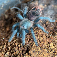 Tlitocatl vagans Female 1"