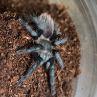 Tlitocatl vagans Female 1.5”