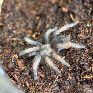 Brachypelma emilia Female 1.25"