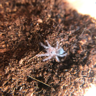 Tlitocatl schroederi Male