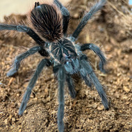 Xenesthis intermedia Male 4"