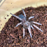 Aphonopelma sp. 'Diamondback'