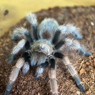 Aphonopelma iodius Female