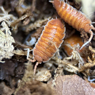 Porcellio magnificus “Bengal” 10ct