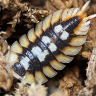 Porcellio expansus "Orange" 25ct