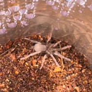 Selenobrachys phillipinus 3/4"