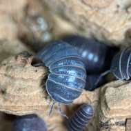 Armadillo officinalis “The Hissing Isopod, Spain Locale” 10ct