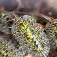 Trogodillo sp. “Green Spot” 10ct