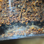 Cyriopagopus vonworthi ‘Big Black’