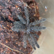 Phormingochilus arboricola