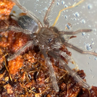 Phlogiellus johnreylazoi