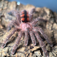 Avicularia minatrix