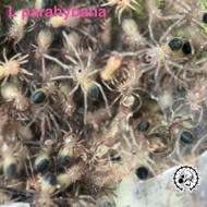 Free Lasiodora parahybana @ $75