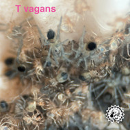 Tlitocatl vagans 1/4”
