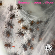 10 X Monocentropus balfouri