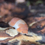 Cubaris sp. “Red Panda King” 10ct