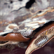 Armadillidium maculatum “Chocolate Zebra” 50ct