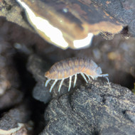 Cubaris sp. “PhiPun Tiger” 10ct