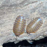 Trogodillo sp. “Sunset” 10ct
