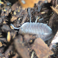 Trogodillo sp. “Soil” 10ct