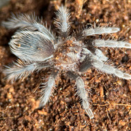 Tlitocatl albopilosum Female 1-1.5"