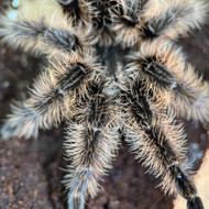Tlitocatl albopilosum Female 3-3.5"