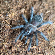 Tlitocatl albopilosum Female 1.5”
