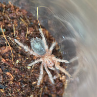 Grammostola rosea RCF 
