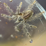 Poecilotheria metallica