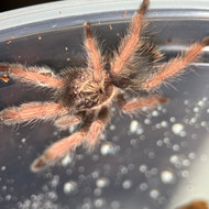 Psalmopoeus pulcher Female