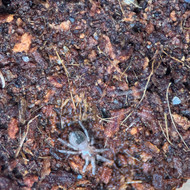 Acanthoscurria geniculata