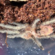 Thrixopelma ockerti Male
