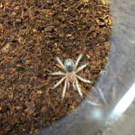Thrixopelma ockerti Male