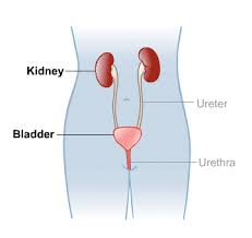 kidneys-2.jpg
