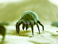Dust mite.