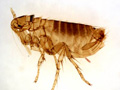 Fleas.