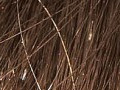 lice-in-hair.jpg