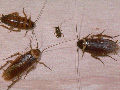 Roaches.