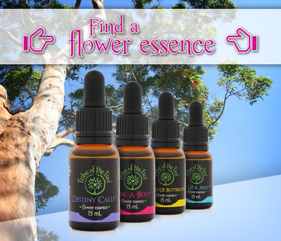 Find a flower essence from Tribe of the Tree