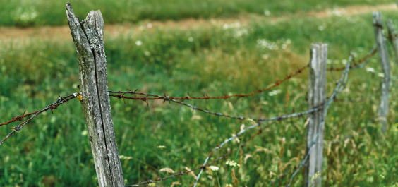 A boundary fence is falling down, surrounded by weeds and wildflowers