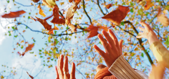 Autumn leaves falling