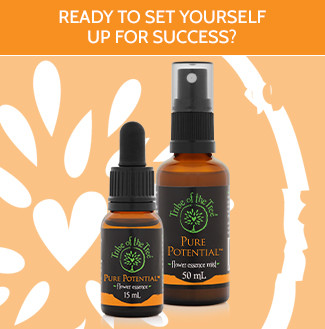 Pure Potential flower essence and mist kit, to help you align your actions and intentions with your long-term goals and set yourself up for success