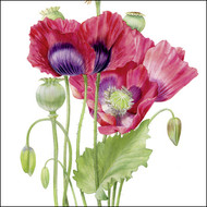 BS77413 - Poppies (6 bagged blank cards)