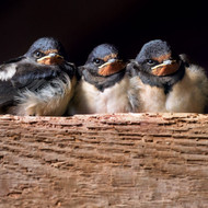 WT91367 - Three Swallow Chicks (TWT, 6 bagged blank cards)