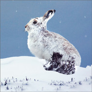 TWT91164 - Mountain Hare  8pk (TWT, 6 Christmas packs)